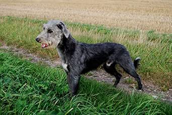 lurcher wirehaired
