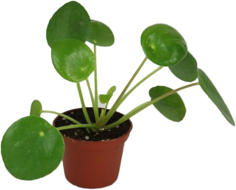 LISRUI 50Pcs Pilea Peperomioides Money Plant Seeds, Pancake Shape Tree Seeds, Home Garden Decor Seeds for Planting