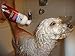 Dog Conditioner & Detangler 100% Natural -Shiny Coat Formula -Oatmeal & Aloe Vera Conditioner for Dogs and Cats -Removes Tangles and Matted Coat While Shines & Moisturizes by Healthy Clean Pet (16 oz)