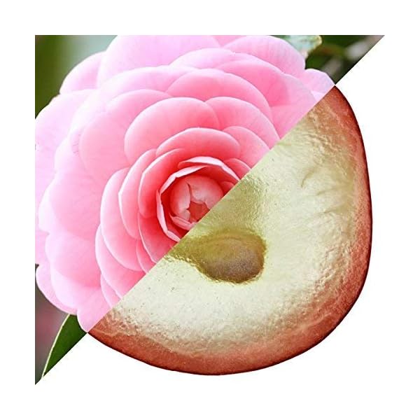 Elizabeth Arden Eight Hour Cream All-Over Miracle Oil Spray for Face, Body & Hair (100ml) Long-lasting Moisture…