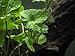 Aquatic Arts Brazilian Pennywort - 2 Bunches - Large Live Aquarium Plants