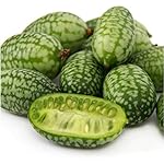 Package of 65 Seeds, "Mexican Sour Gherkin" Cucamelon / Miniature Watermelon (Melothria scobra) Non-GMO Seeds by Seed Needs