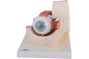 3B SCIENTIFIC Eye in Orbit Model F13, 3 Times Full-Size, 7 Part