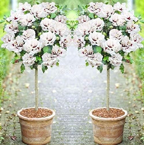 50Pcs Hibiscus Seeds Beautiful Flowerseedsperennial Indoor Flowering Seeds for Home Garden : 6