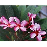 Hawaiian Pink Plumeria Plant Cutting ~ Grow Hawaii