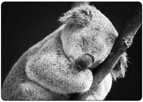 Sleeping koala fridge magnet