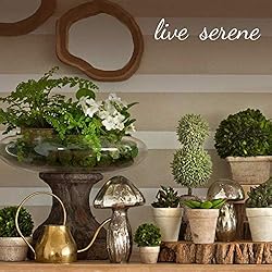Serene Spaces Living Set of 12 Crackle