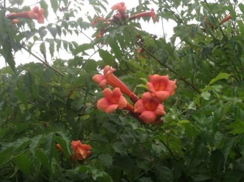 Orange Trumpet Vine hardy perennial 30 cuttings