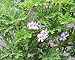 Old Fashioned Rose Scented Geranium Live Plant
