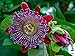 Sweet Granadilla Passion Flower 15 Seeds