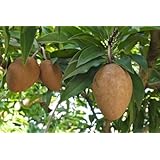 Sapodilla (Makok) Tropical Fruit Trees