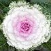 Flowering Kale Seeds, Pigeon Series F1 by Seeds and Things