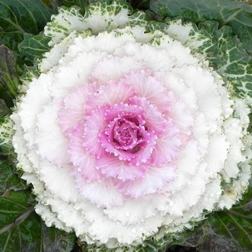 Flowering Kale Seeds, Pigeon Series F1 by Seeds and Things