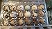 Jumbo Brown Coturnix, Jumbo Texas,tibetan Quail 24+ Hatching Eggs Pluss 5 Free