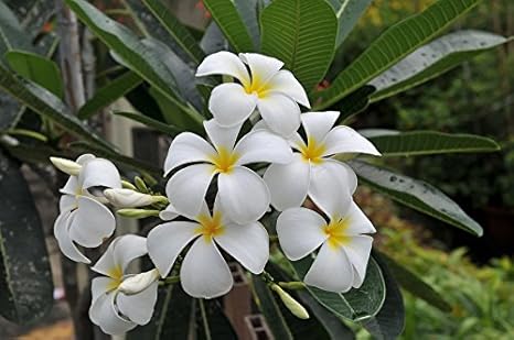 Amazon プルメリア オブツサ Plumeria Obusa 花芽付き 4 5号ポット苗 シンガポールホワイト 花