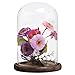 MyGift 8-Inch Clear Cloche Bell Glass Dome - Decorative Tabletop Centerpiece Cloche Jar Case with Rustic Dark Brown Wood Base, Set of 2