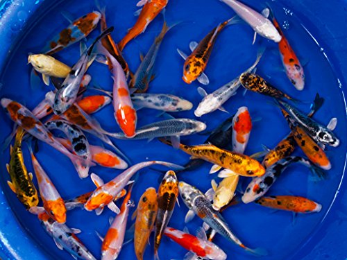 Aquarium Plants Discounts Live Koi Fish - 10-Lot Assorted Standard A Grade Quality (3-4 Inch) (10)