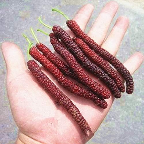 100 Long Mulberry Seeds Rare Mulberry Tree Exotic Plant Pakistan Fruit Seeds