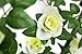 Yebazy 2pcs White Artificial Rose Vine Silk Flower Garland for Wedding Arch Garden Wall Decor Hanging Baskets(16Ft)