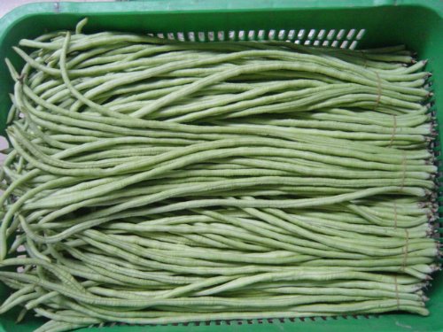 5g (Approx. 30 Yard Long Green Bean Seeds 5g (Approx. 30 Yard Long Green Bean Seeds