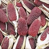 150 Red STRAWBERRY POPCORN CORN Zea Mays Vegetable Seeds