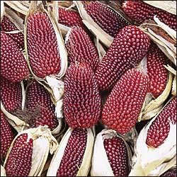 150 Red STRAWBERRY POPCORN CORN Zea Mays Vegetable Seeds 150 Red STRAWBERRY POPCORN CORN Zea Mays Vegetable Seeds