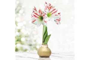 HOLLAND BULB FARMS Gingerbread Amoice Waxed Amaryllis Flower Bulb with Stand, No Water Needed