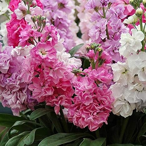 Live Green Stock Flower F1 Hybrid Seeds Small Pack Amazon In Garden Outdoors