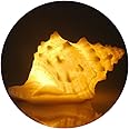 GREENIC Portable Conch Shell Beach Themed Night Light w Timer for Kids Adults Bedroom Nightstand Lamp Nautical Lighting Battery Operated, Warm White