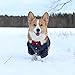 Fitwarm Gentle Formal Blue Dog Shirts for Pet Polo Clothes Apparel + Red Wedding Bow Tie, Medium