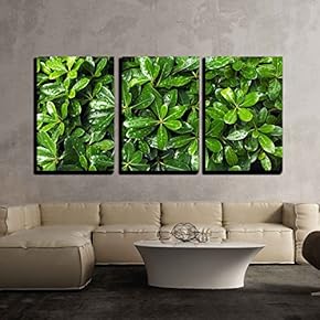 3 Piece Canvas Wall Art - Green Leaf Background with Water Droplets After Rain - Modern Home Art Stretched and Framed Ready to Hang - 16"x24"x3 Panels