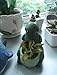 Succulent Pots,Cute Animal DinosaurShaped Air Plant Holder Flower Planters-Plants Not in Included