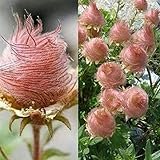40 Seeds Prairie Smoke Geum triflorum Bonsai Rare