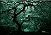 Startonight Wall Art Canvas Maple Tree, Nature USA Framed 24 x 36 Inches