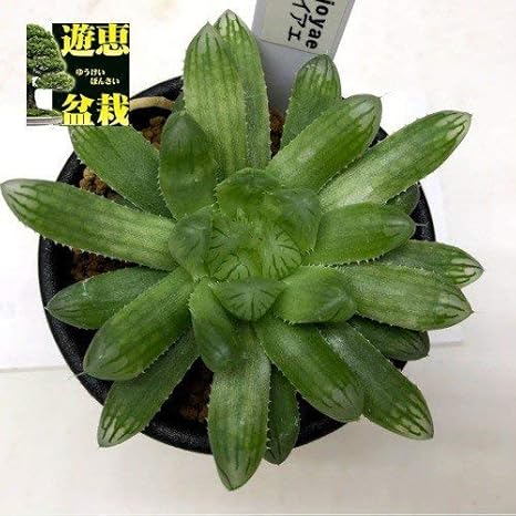 Amazon Co Jp 多肉植物 ハオルチア ジョイアエ ｂ型 ｒｓａ 幅8ｃｍ Diy 工具 ガーデン