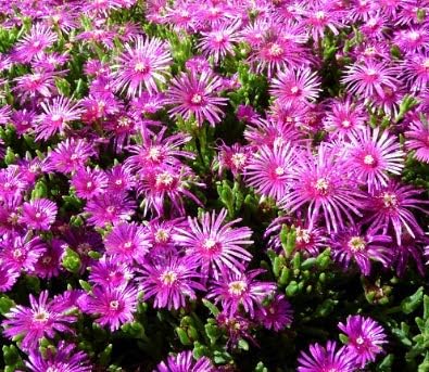 Seeds Ice Plant (Delosperma Cooperi Table Mountain) Get 25#SAP01YN