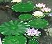 hilingo Happy Life 6 X Pond Leaves, Artificial Foliage,Artificial Plant