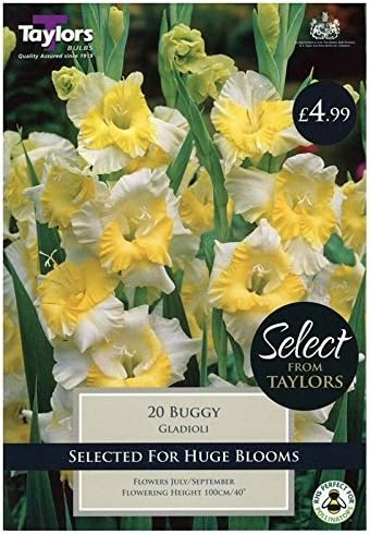 Gladioli Buggy Corms x20