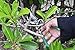 SHVIRO Garden Pruner Shears - Bypass Pruner Design - Curved Blades and Efficient Pruning of Shrubs, Branches, etc. - Sharp Stainless Steel Blades - Sturdy and Durable Design