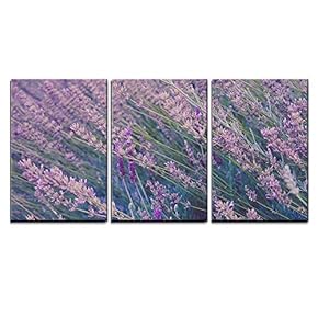 3 Piece Canvas Wall Art - Closeup of Lavender Flowers Field - Modern Home Art Stretched and Framed Ready to Hang - 16"x24"x3 Panels