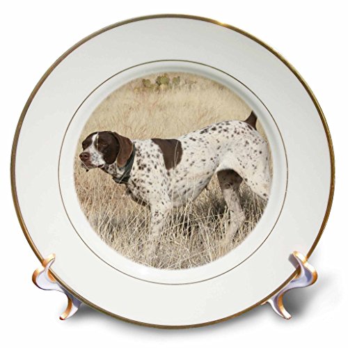 3dRose cp_2871_1 German Shorthair Pointer Porcelain Plate, 8-Inch