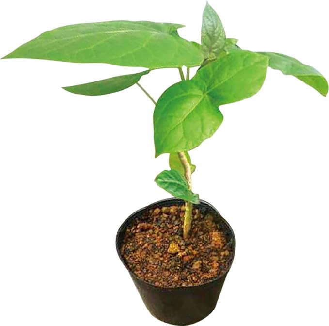 Amazon トマトの木 タマリロ 10 5cmﾎﾟｯﾄ苗ナス科のnew果樹苗 2個セット 新鮮野菜苗自社農場より直送 即出荷 果物