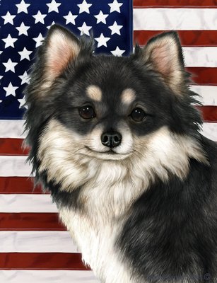 Amazon Com Best Of Breed Chihuahua Longhaired Black White