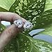 Rhodium Plated Sterling Silver Bichon Dog Aminal Stud Earrings Puppy CZ Studs for Women Girls