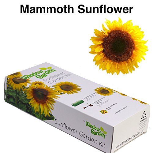 Garden Starter Kit (Mammoth Sunflower) Grow sun flower seed in a mini