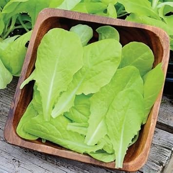 Amazon Com 1 2 Gram Organic Seeds Of Wintergreen Cut Salad