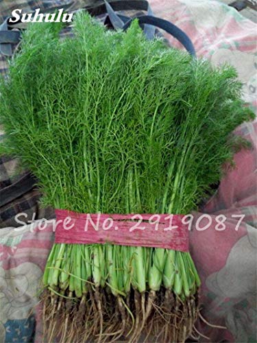 ASTONISH Seeds: 2: 100Pcs EU Fragrant Bulb Fennel Seeds Organic Vegetable Cooking SPS Anise Flavor Use in Soups, Salads, Stir-Fries 2