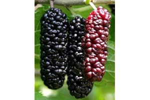 SEEDS*BULBS*PLANTS*&MORE Illinois Everbearing Mulberry Tree 6-10" Tall, Sweet Fruit to Enjoy Year After Year, Fruit Bearing Potted Plant