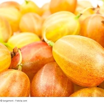 Ribes uva-crispa 'Hinnonmäki gelb' - (Stachelbeere 'Hinnonmäki gelb')- Containerware 40-60 cm