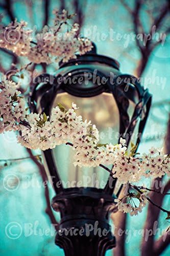 Cherry Blossom Art, Lamp Post, Central Park Photography, Shabby Chic, Country, Wall Art, Home Decor, Rustic, Sizes Available from 5x7 to 20x30.